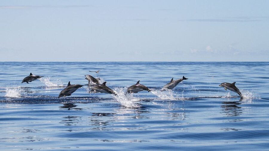 From Ponta Delgada: Whale and Dolphin Watching Trip - Key points before you go