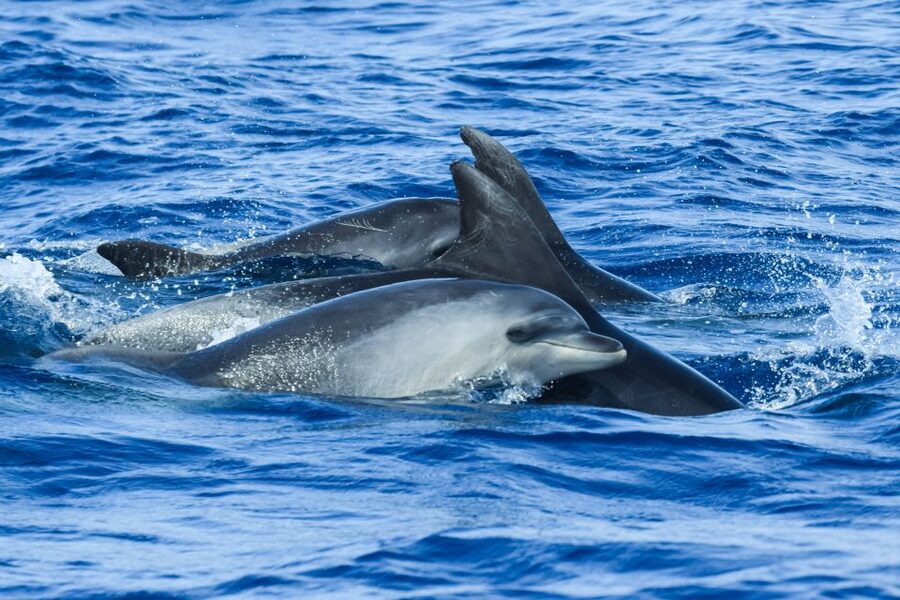 From Ponta Delgada: Whale and Dolphin Watching Trip - Price and value: does $82 buy you enough?