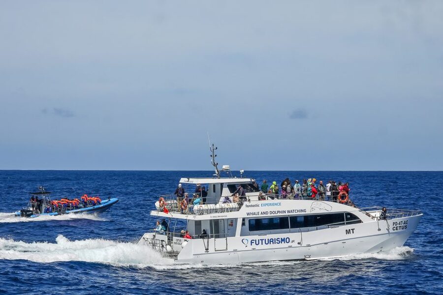 From Ponta Delgada: Whale and Dolphin Watching Trip - Why Azores cetaceans are worth your 3-hour sail