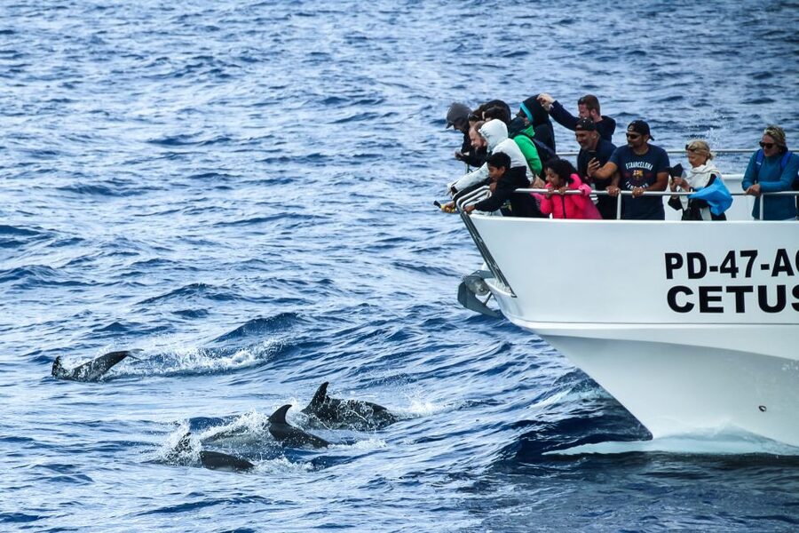 From Ponta Delgada: Whale and Dolphin Watching Trip - The Futurismo Azores safety briefing that sets the rules