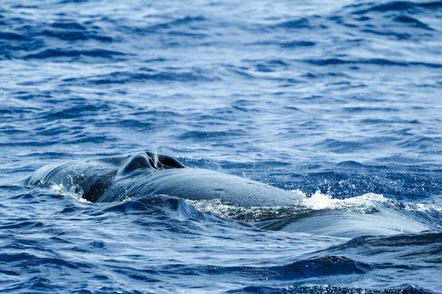 From Ponta Delgada: Whale and Dolphin Watching Trip - Leaving Portas do Mar: what the first part of the trip feels like