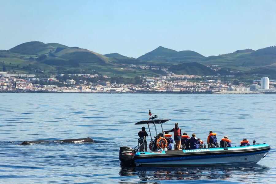 From Ponta Delgada: Whale and Dolphin Watching Trip - Out on the Atlantic: spotting cetaceans, turtles, and more