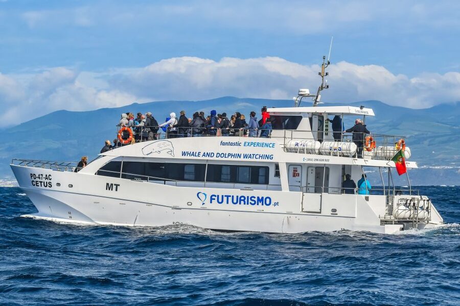 From Ponta Delgada: Whale and Dolphin Watching Trip - Species by season: minke whales, sperm whales, and spring baleen odds