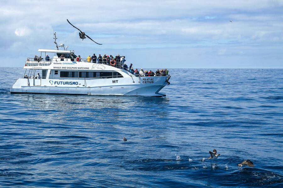 From Ponta Delgada: Whale and Dolphin Watching Trip - The biologist on board: why the commentary makes the trip better