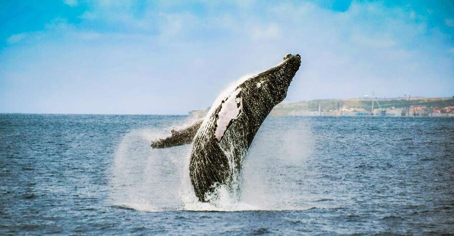 From Ponta Delgada: Whale and Dolphin Watching Trip - Boat etiquette and ethics: how this trip aims to reduce disturbance