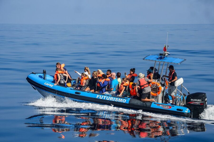 From Ponta Delgada: Whale and Dolphin Watching Trip - Choosing between catamaran comfort and Zodiac thrills