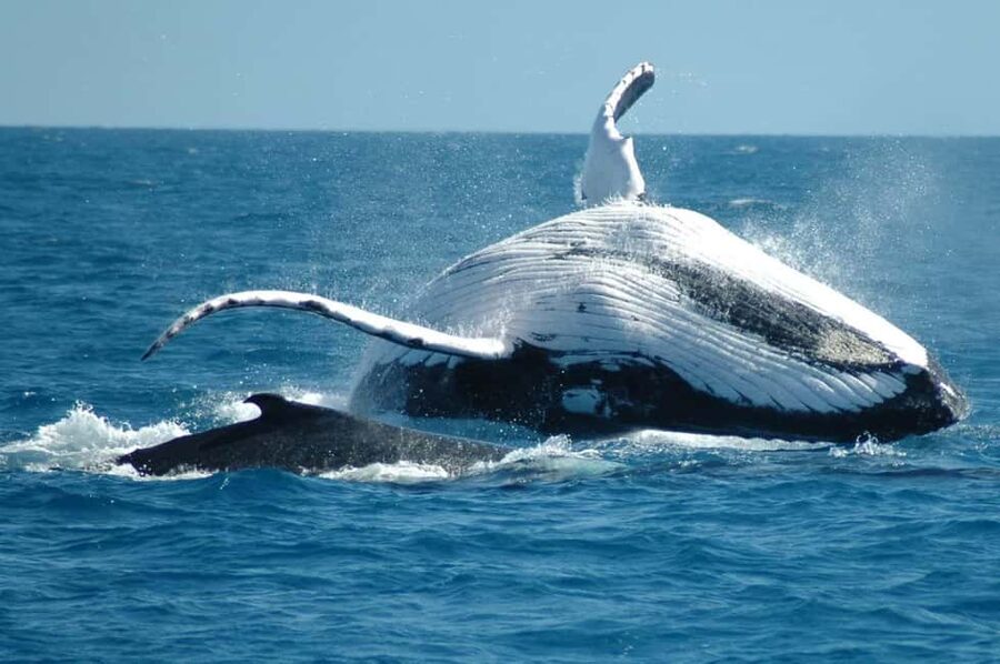 From Punta Cana: Sanctuary Whale Watching Day Trip - Why Samaná’s Whale Sanctuary Trip Feels Worth It