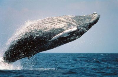 From Punta Cana: Sanctuary Whale Watching Day Trip - The Speedboat Window: How to Improve Your Whale-Watching Chances