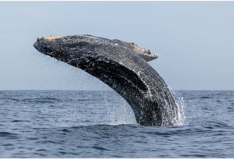 From Punta Canta: Whale Watching Cruise with Cayo Levantado - Key things worth knowing before you go
