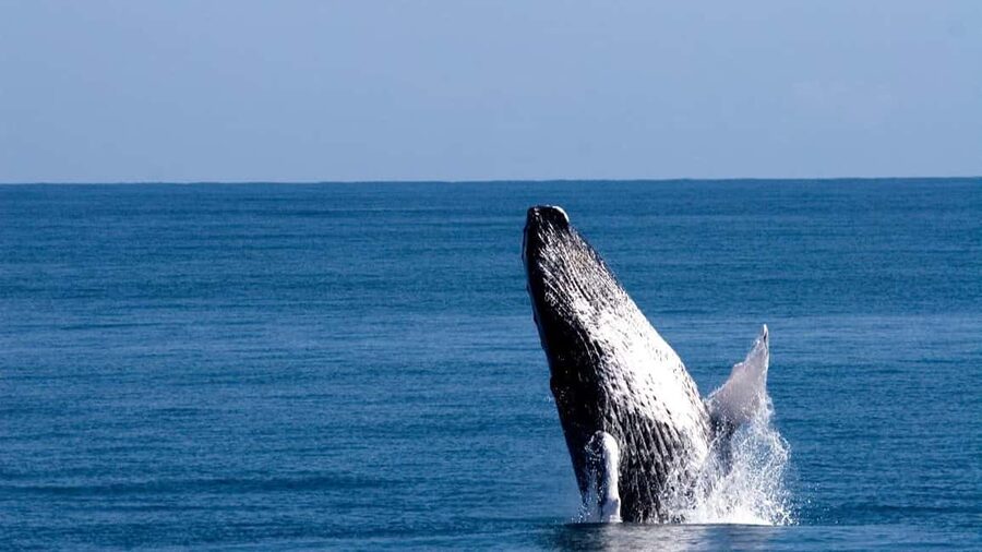 From Punta Canta: Whale Watching Cruise with Cayo Levantado - The Whale Watching Sanctuary: what two and a half hours gives you