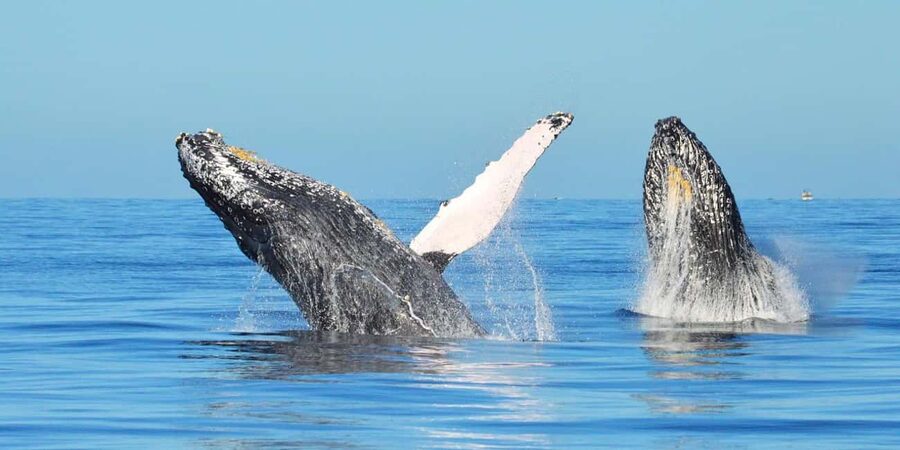 From Punta Canta: Whale Watching Cruise with Cayo Levantado - Getting to Las Cañitas Dock: long ride, big scenery payoff