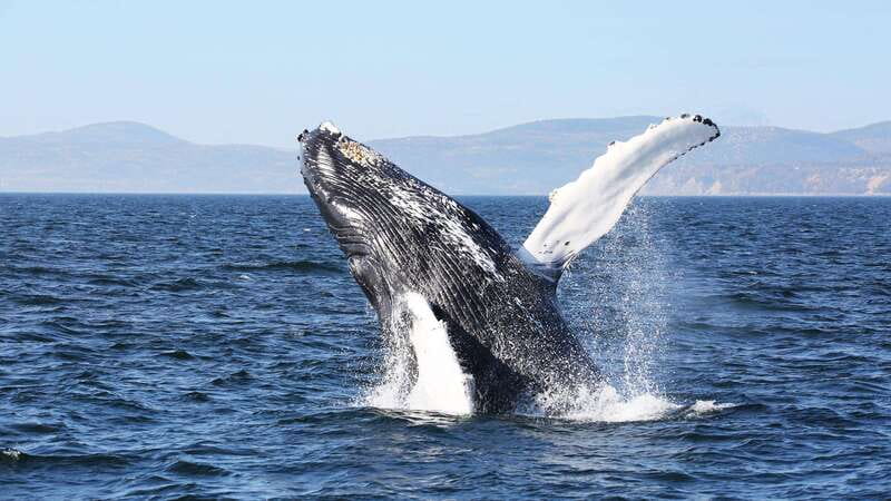 From Quebec City: Whale Watching Excursion Full-Day Trip - Key things to know before you go