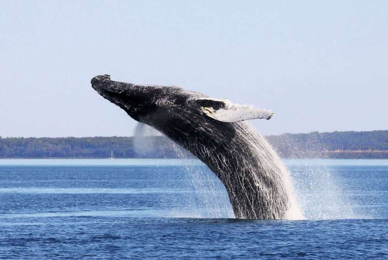 From Quebec City: Whale Watching Excursion Full-Day Trip - Québec City to the fjord: what the bus trip is really like