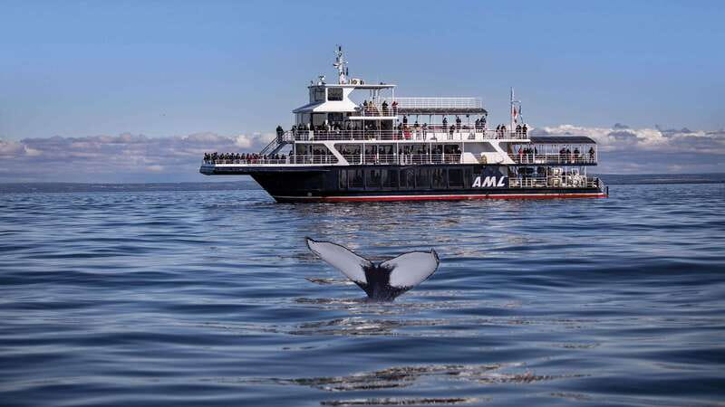 From Quebec City: Whale Watching Excursion Full-Day Trip - Boat option: panoramic views, comfort, and a steadier ride