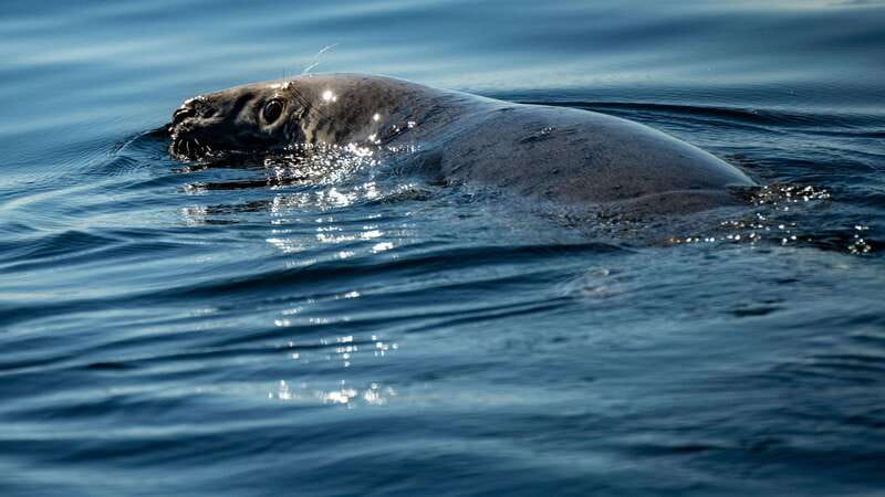 From Quebec City: Whale Watching Excursion Full-Day Trip - Charlevoix and fjord stops: those quick photo moments add up