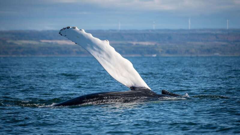 From Quebec City: Whale Watching Excursion Full-Day Trip - What to bring for a cold, long day (and what to skip)