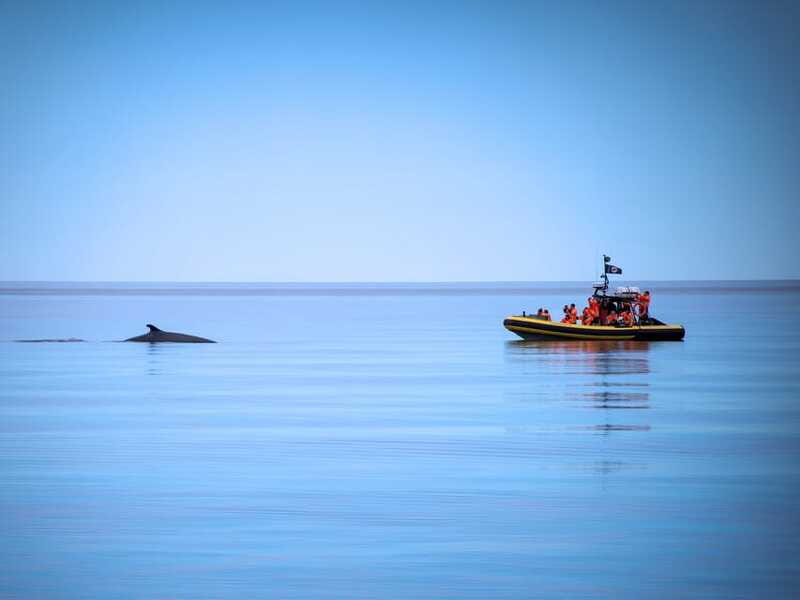 From Quebec City: Whale Watching Excursion Full-Day Trip - Food, water, and the snack question that decides comfort