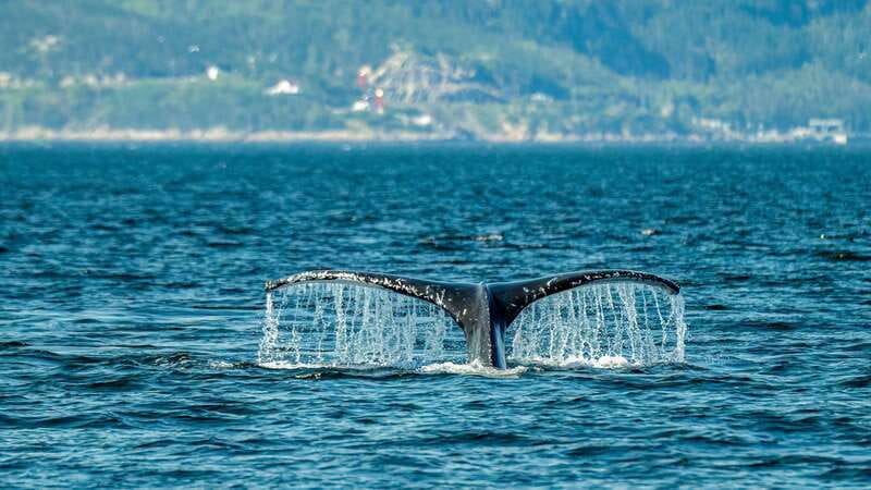 From Quebec City: Whale Watching Excursion Full-Day Trip - Baie-Sainte-Catherine and the marine park timing: how the day moves
