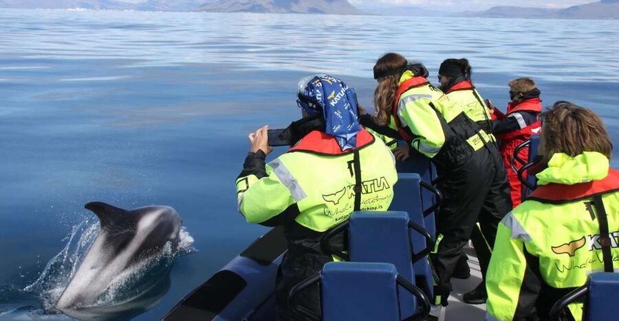 From Reykjavik: Whale Watching Tour by Speedboat - Puffins Up Close: The Feathered Side of the Bay