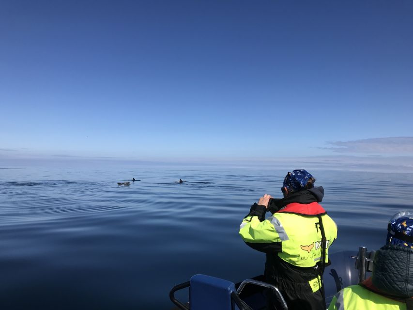 From Reykjavik: Whale Watching Tour by Speedboat - Why the Gear Matters More Than You Think