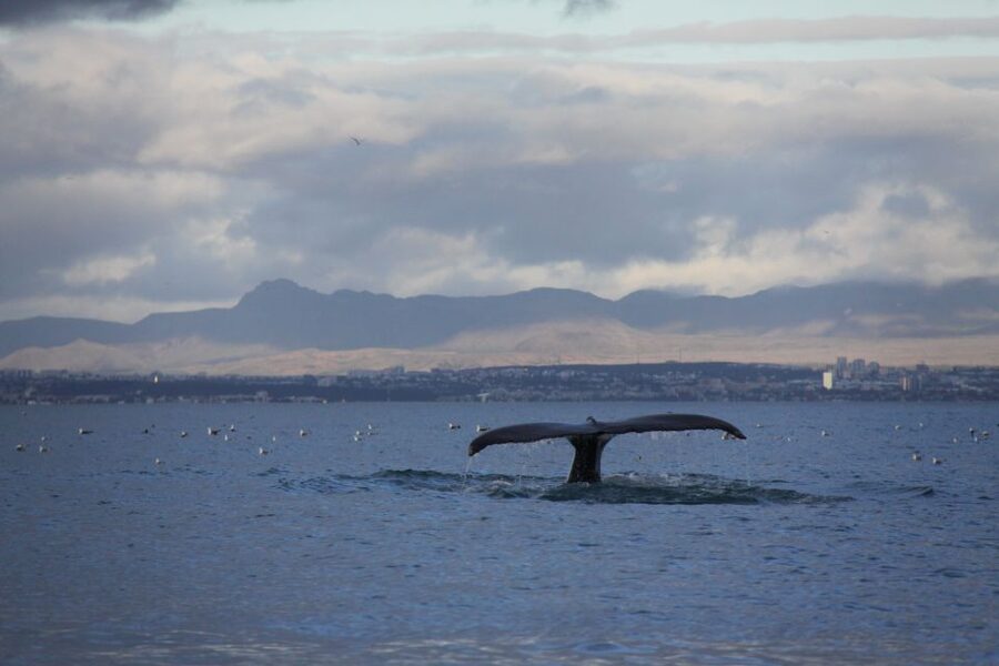 From Reykjavik: Whale Watching Tour by Speedboat - Price and Value: Is $192 Worth It?