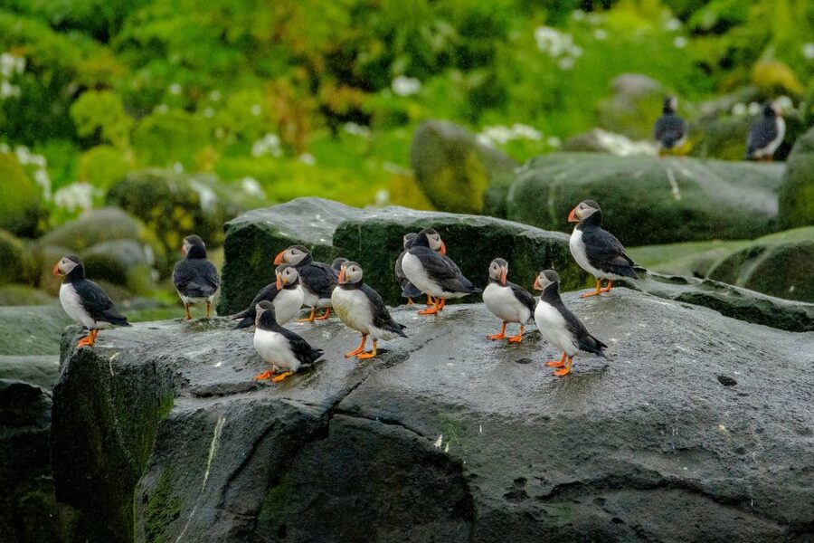 From Reykjavik: Whale Watching Tour by Speedboat - Comfort, Safety, and the Wind Factor
