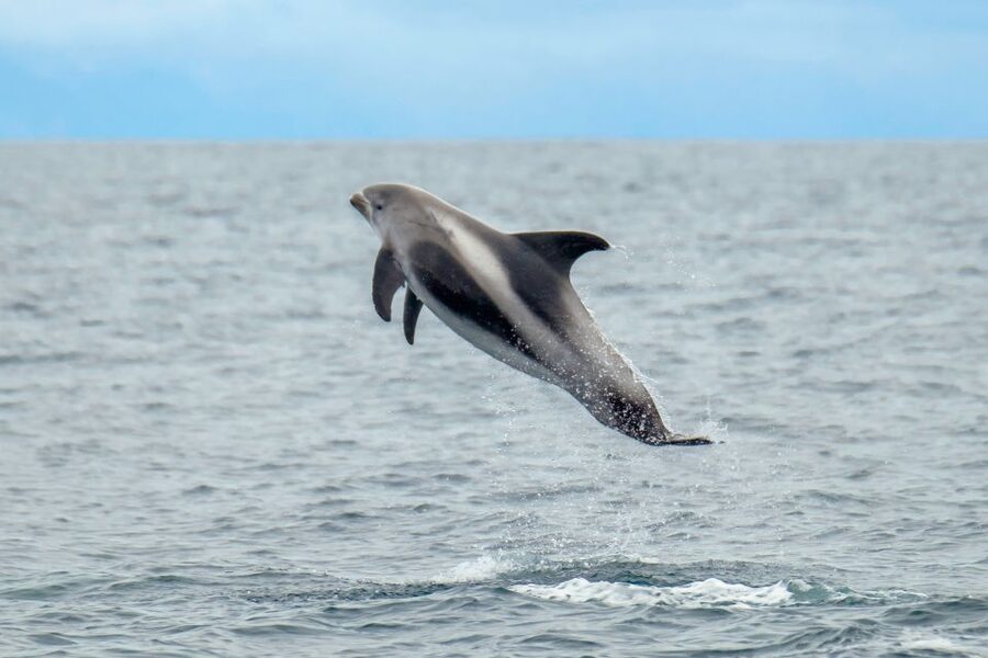 From Reykjavik: Whale Watching Tour by Speedboat - Faxaflói Bay Wildlife: Where the Crew Actually Looks