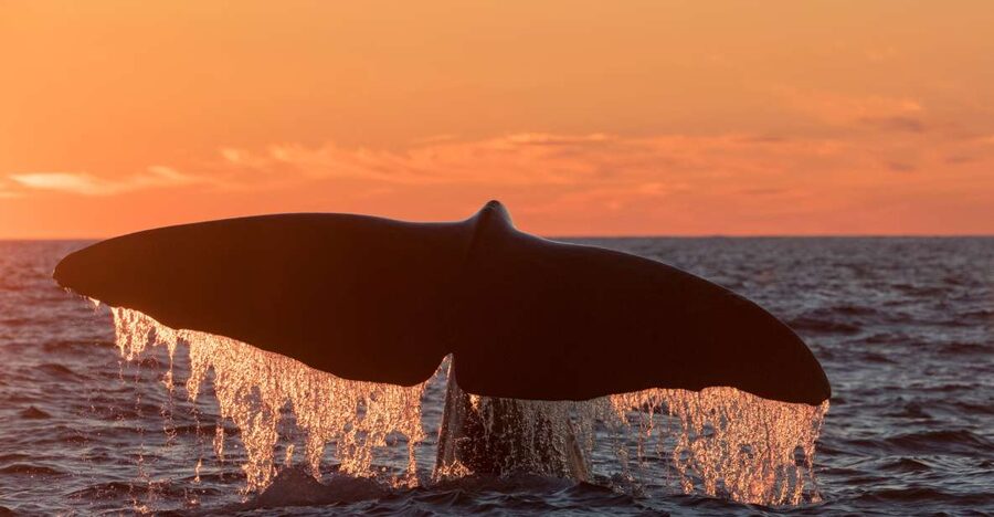 From Svolvær: Whale Watching Day Trip to Andenes - Why Andenes Is the Whale-Watching Target Near Lofoten