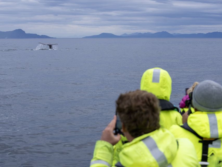 From Svolvær: Whale Watching Day Trip to Andenes - The 3-Hour RIB Whale Watching: Open Boat Reality (in a Good Way)
