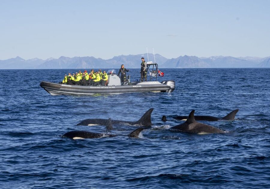 From Svolvær: Whale Watching Day Trip to Andenes - Weather Cancellations and the 14:00 Plan B