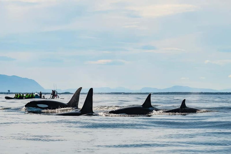 From Tromso: Whale Watching in Magic Skjervoy - Early Bus to Skjervøy: why the 5:20 a.m. start is part of the magic