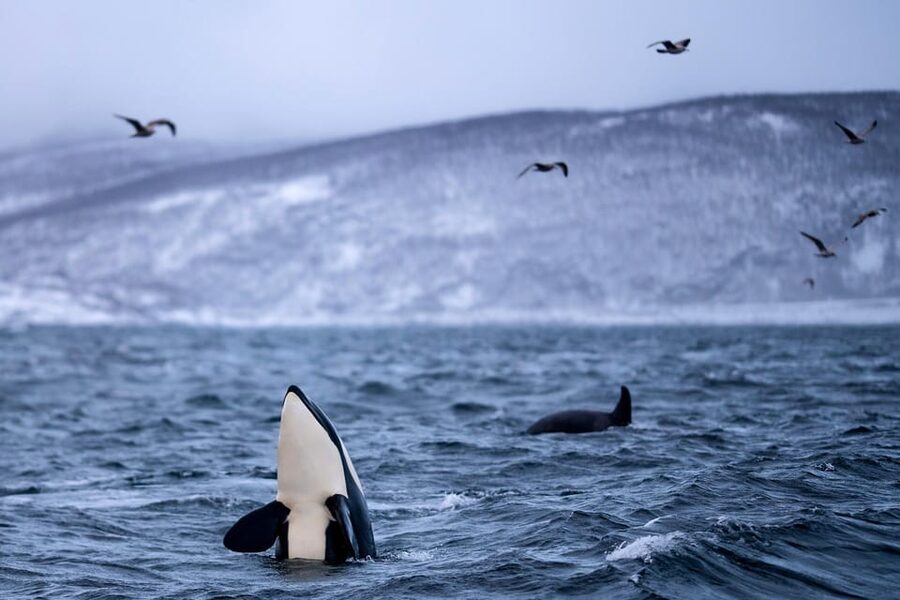 From Tromso: Whale Watching in Magic Skjervoy - FAQ
