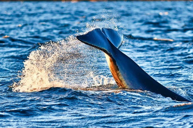 From Tromso: Whale Watching in Magic Skjervoy - Gear Up in Tromsø: flotation suits, extra clothes, and keeping your camera dry