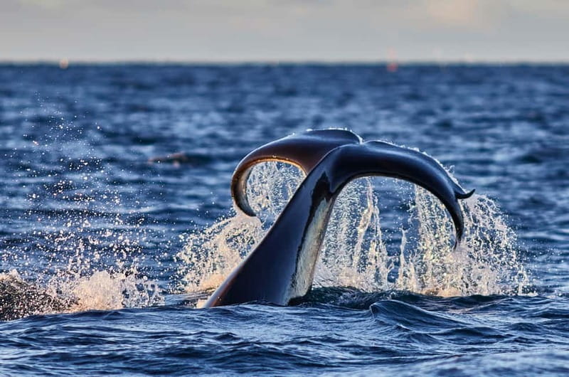 From Tromso: Whale Watching in Magic Skjervoy - The Herring Buffet at Sea: orcas, humpbacks, and what to watch for