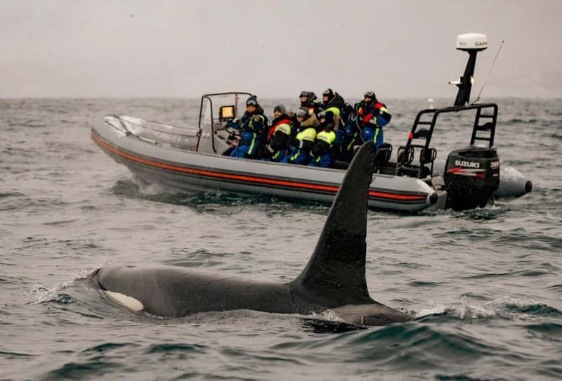 From Tromso: Whale Watching in Magic Skjervoy - After the RIB: clubhouse warmth, snacks, and photos you can actually use