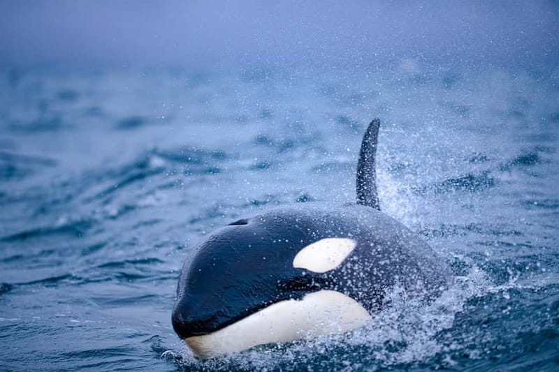 From Tromso: Whale Watching in Magic Skjervoy - Price and value: is $356 worth it for a 12-hour Arctic gamble?