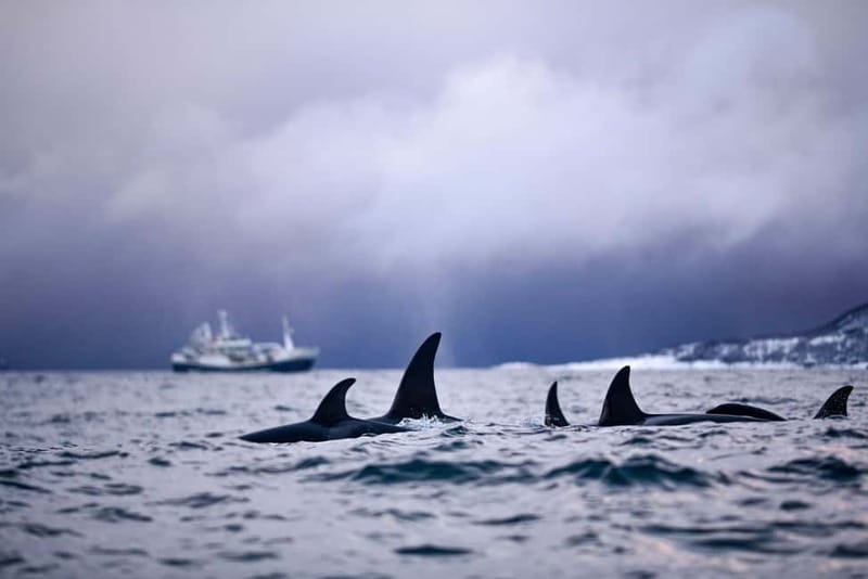 From Tromso: Whale Watching in Magic Skjervoy - Should you book Magic Skjervøy whale watching with Green Gold of Norway AS?