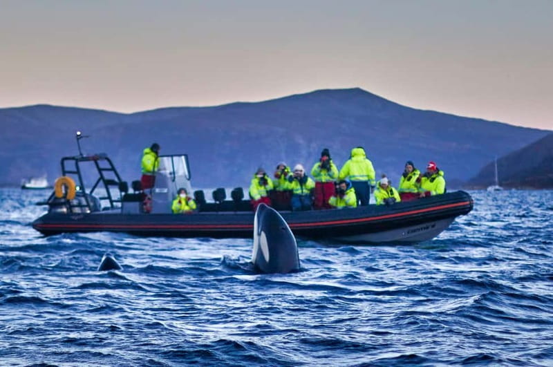 From Tromso: Whale Watching in Magic Skjervoy - Rigid-Inflatable Boat Time: fast, bouncy, and why the captain matters