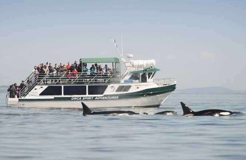From Victoria: Whale Watching Trip on Covered Boat - What If You Don’t See What You Came For?