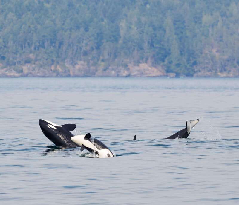 From Victoria: Whale Watching Trip on Covered Boat - The Star Species: Bigg’s Killer Whales, Humpbacks, Minke, And Gray Whales