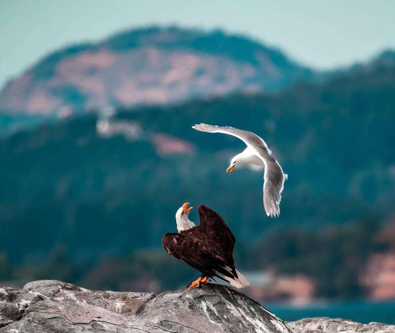 From Victoria: Whale Watching Trip on Covered Boat - The Bonus Wildlife Cast: Porpoises, Seals, Otters, And Birds