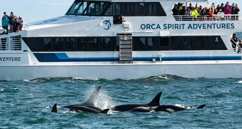 From Victoria: Whale Watching Trip on Covered Boat - The Marine Naturalist Factor: What The Crew Actually Adds