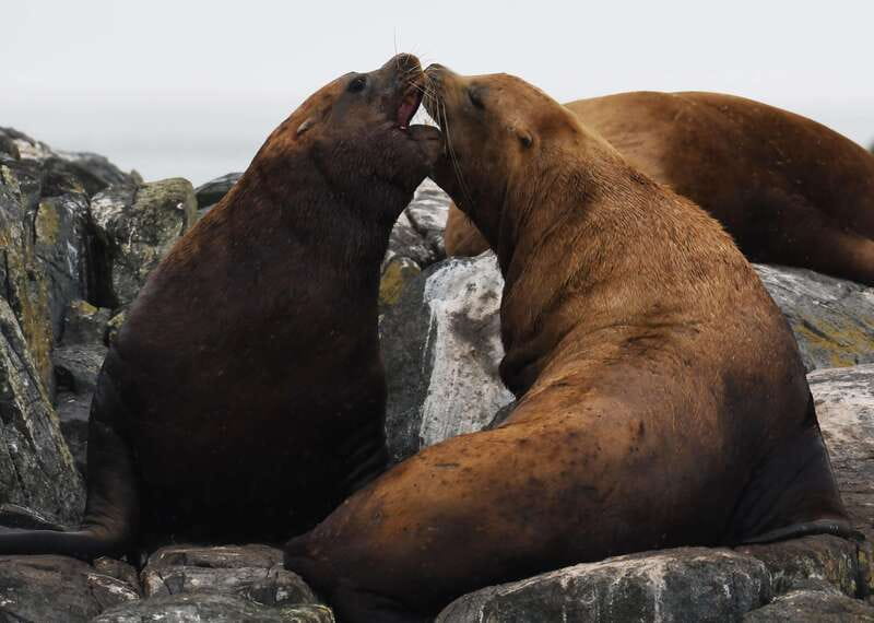 From Victoria: Whale Watching Trip on Covered Boat - Photos Without Stress: The Complimentary Photo Package