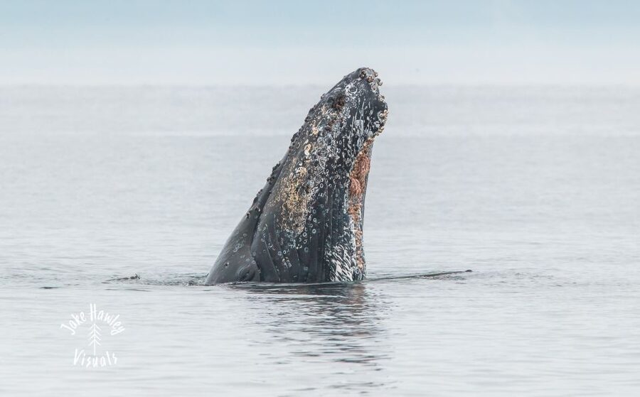 From Victoria: Whale Watching Trip on Covered Boat - Price And Value: Is $132 Actually Reasonable Here?