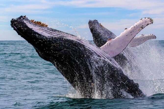 Full Day Bacardi Whale Watching - End Season March 30th - Key things to know before you go