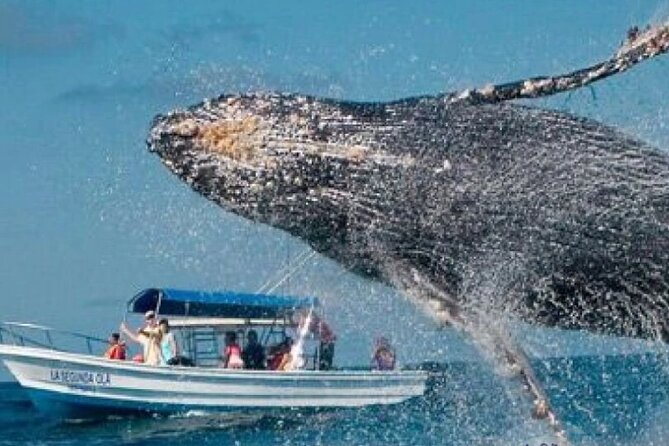 Full Day Bacardi Whale Watching - End Season March 30th - 9:00 a.m. setup from Punta Cana: it’s built to be easy