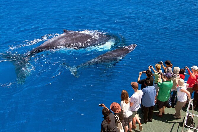 Full Day Bacardi Whale Watching - End Season March 30th - On-the-water comfort: boats, crew attention, and the return home