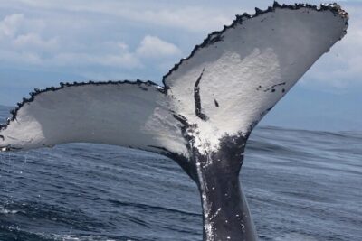 Full Day Bacardi Whale Watching - End Season March 30th - Cayo Levantado (Bacardi Island): beach time that doesn’t feel like a rush