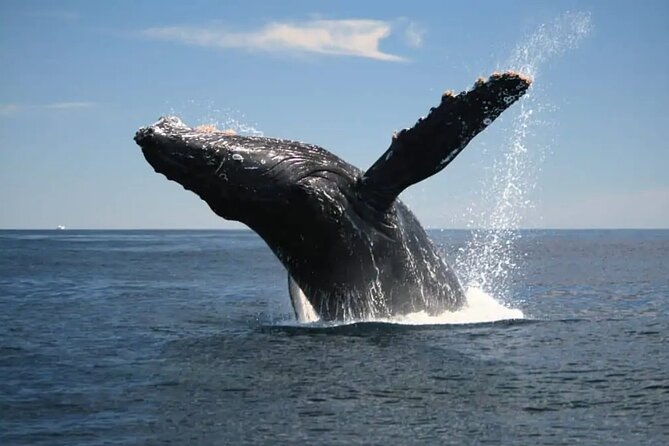 Full Day Bacardi Whale Watching - End Season March 30th - Who this tour fits best (and what to consider)