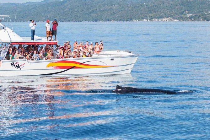 Full Day Bacardi Whale Watching - End Season March 30th - Should you book this end-season Bacardi Whale Watching tour?